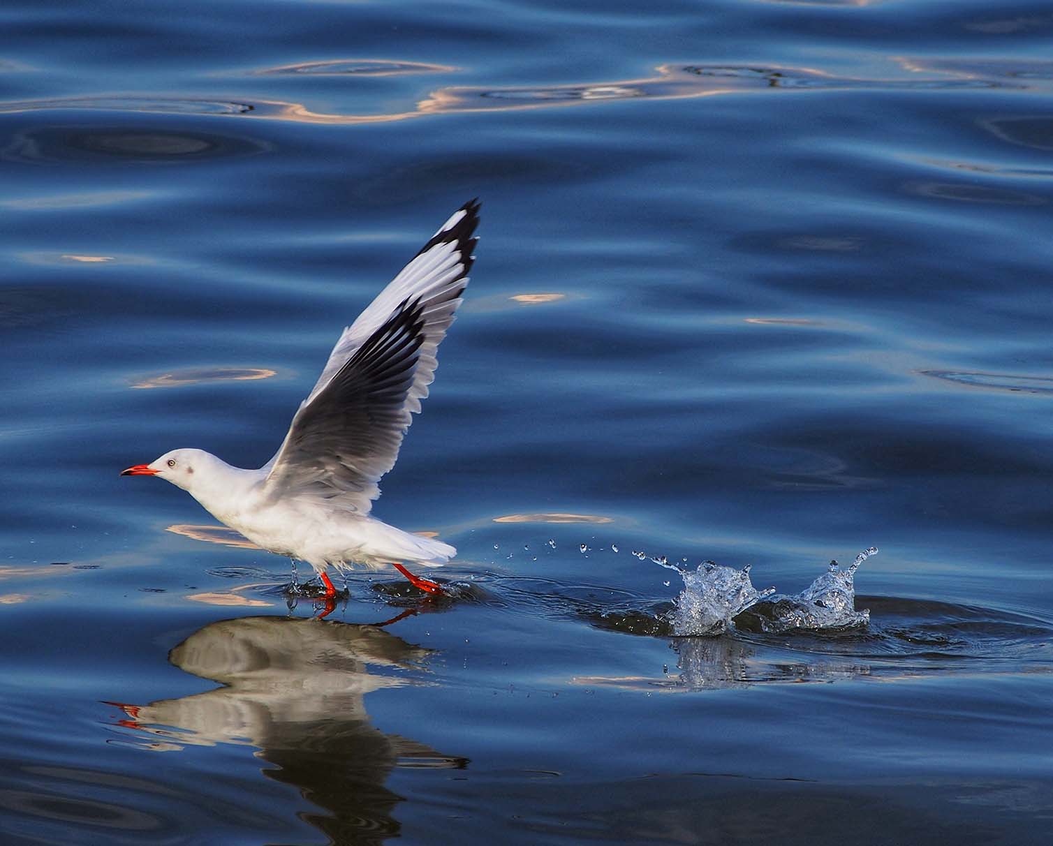 The 8 MP rear camera captures every detail of the world around you, bringing it to life with vivid clarity.